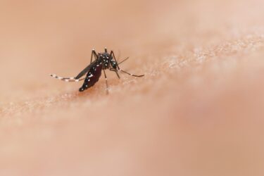 Dengue à Belley : une enquête sanitaire rigoureuse, les habitants refusent de céder à la panique