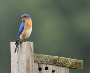 Rediffusion aujourd’hui à 17h – Messiaen et les Oiseaux – Tout est classique – Pascal Gallet sur Blue Radio – Blueradio.fr