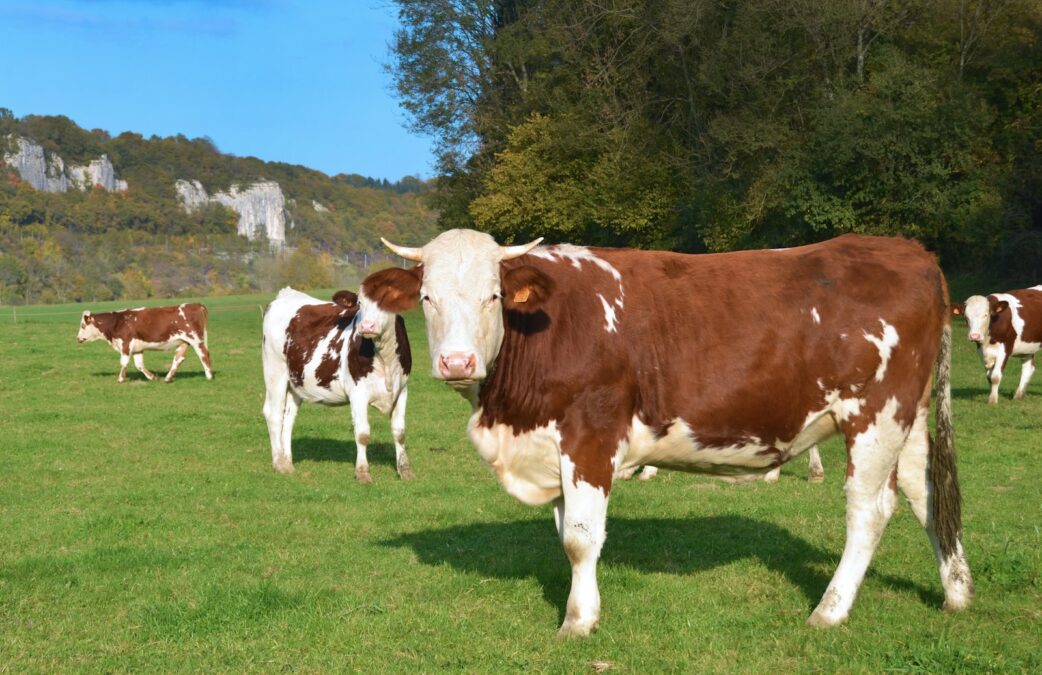 Dermatose nodulaire bovine : la France intensifie ses mesures sanitaires face à la progression de la maladie